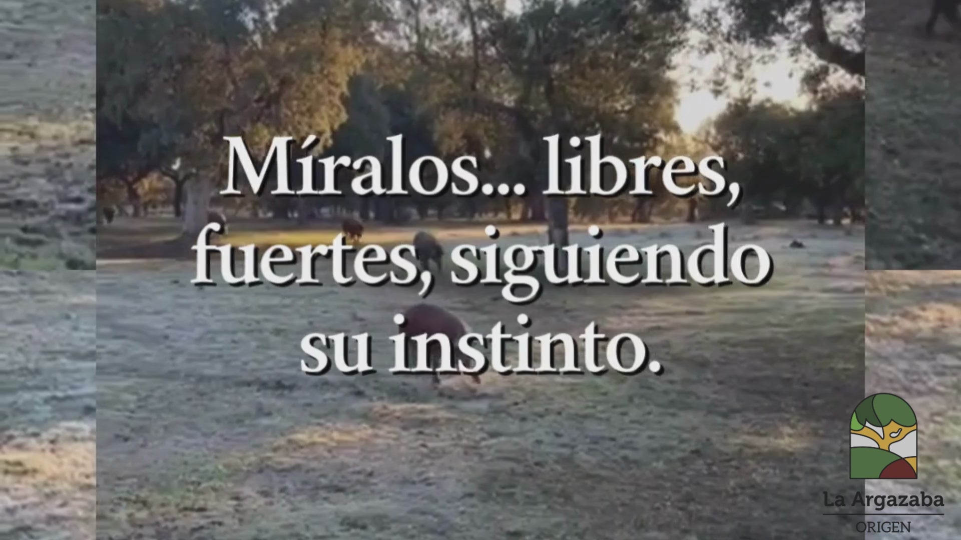 Cargar video: 